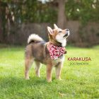 Japanese Karakusa Dog Bandana Feature