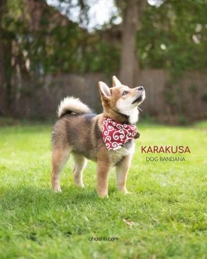 Japanese Karakusa Dog Bandana Feature