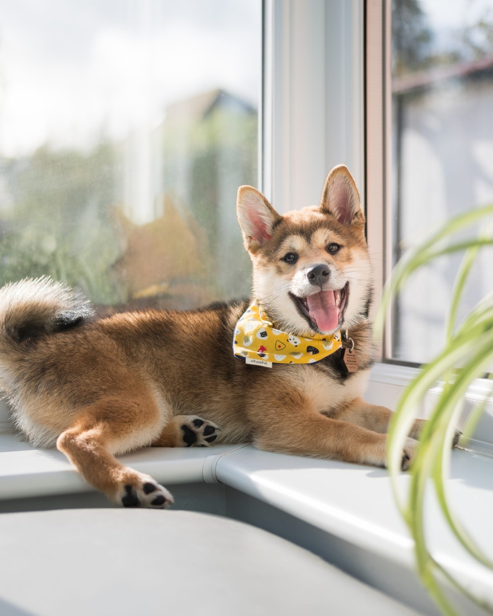 Japanese Yellow Onigiri Dog Bandana ohashii