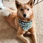 Karakusa-dog-bandana-ohashii-Finnish-Spitz