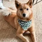 Karakusa-dog-bandana-ohashii-Finnish-Spitz