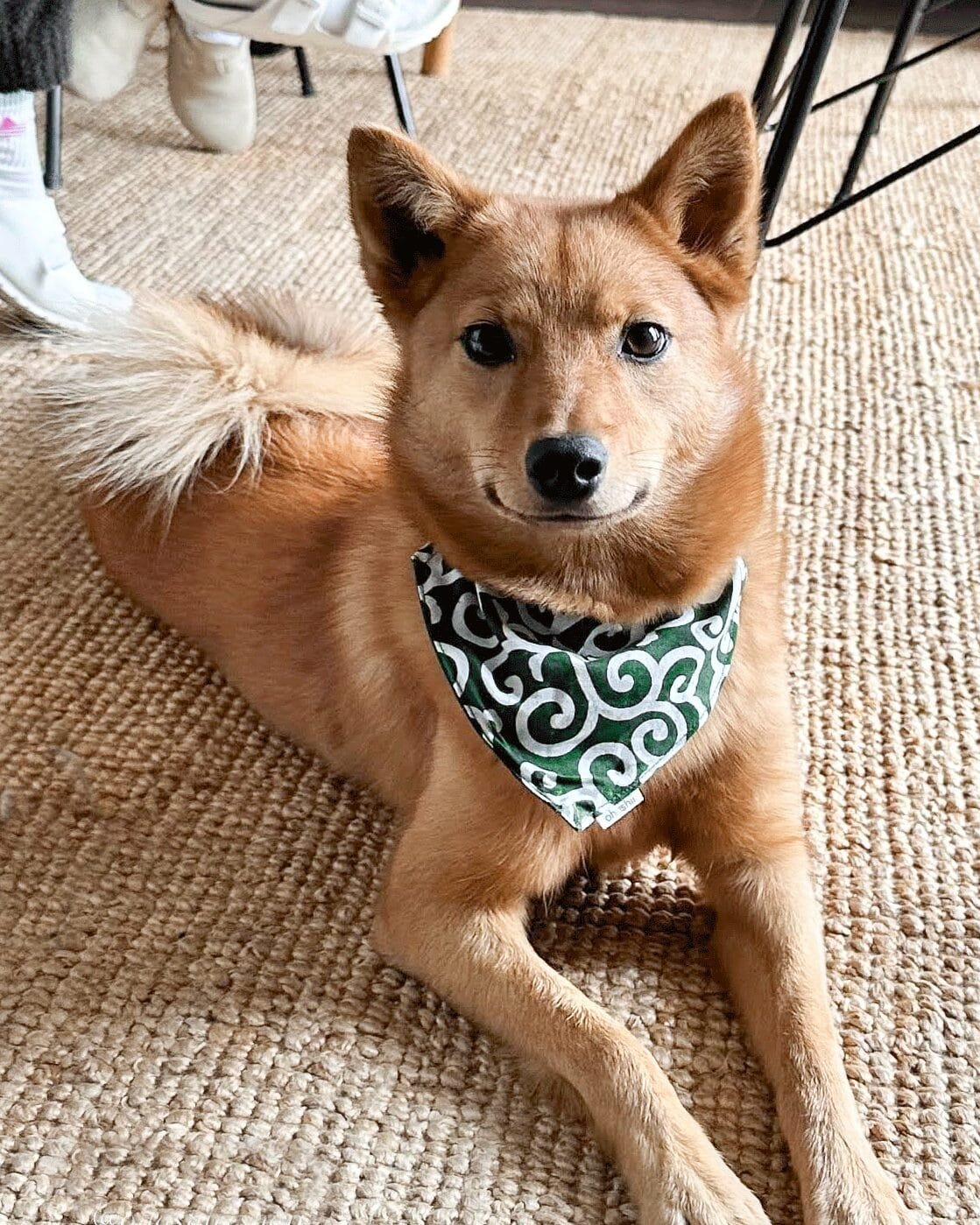 Karakusa-dog-bandana-ohashii-Finnish-Spitz