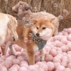 Karakusa-dog-bandana-ohashii-Japanese-dog-collar-Hashiimonster
