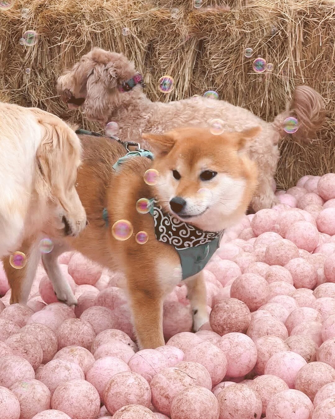 Karakusa-dog-bandana-ohashii-Japanese-dog-collar-Hashiimonster