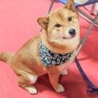Karakusa-dog-bandana-ohashii-Japanese-dog-scarf