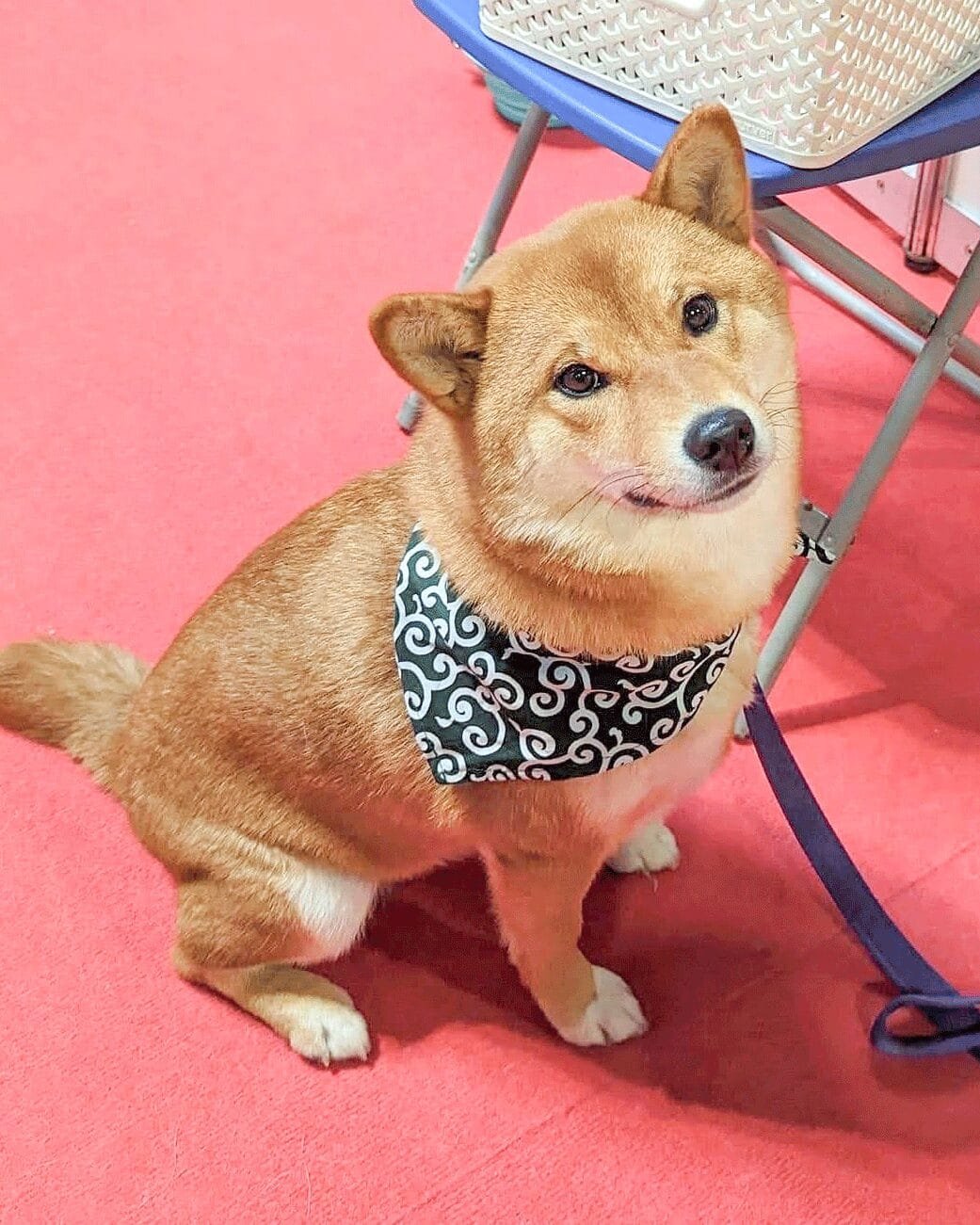 Karakusa-dog-bandana-ohashii-Japanese-dog-scarf