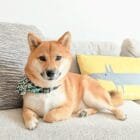 karakusa-green-pet-bandana-1