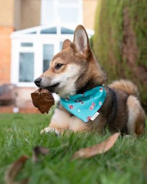 FESTIVE | Pet Bandana