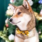 pet-bow-tie-ohashii-ahri-3