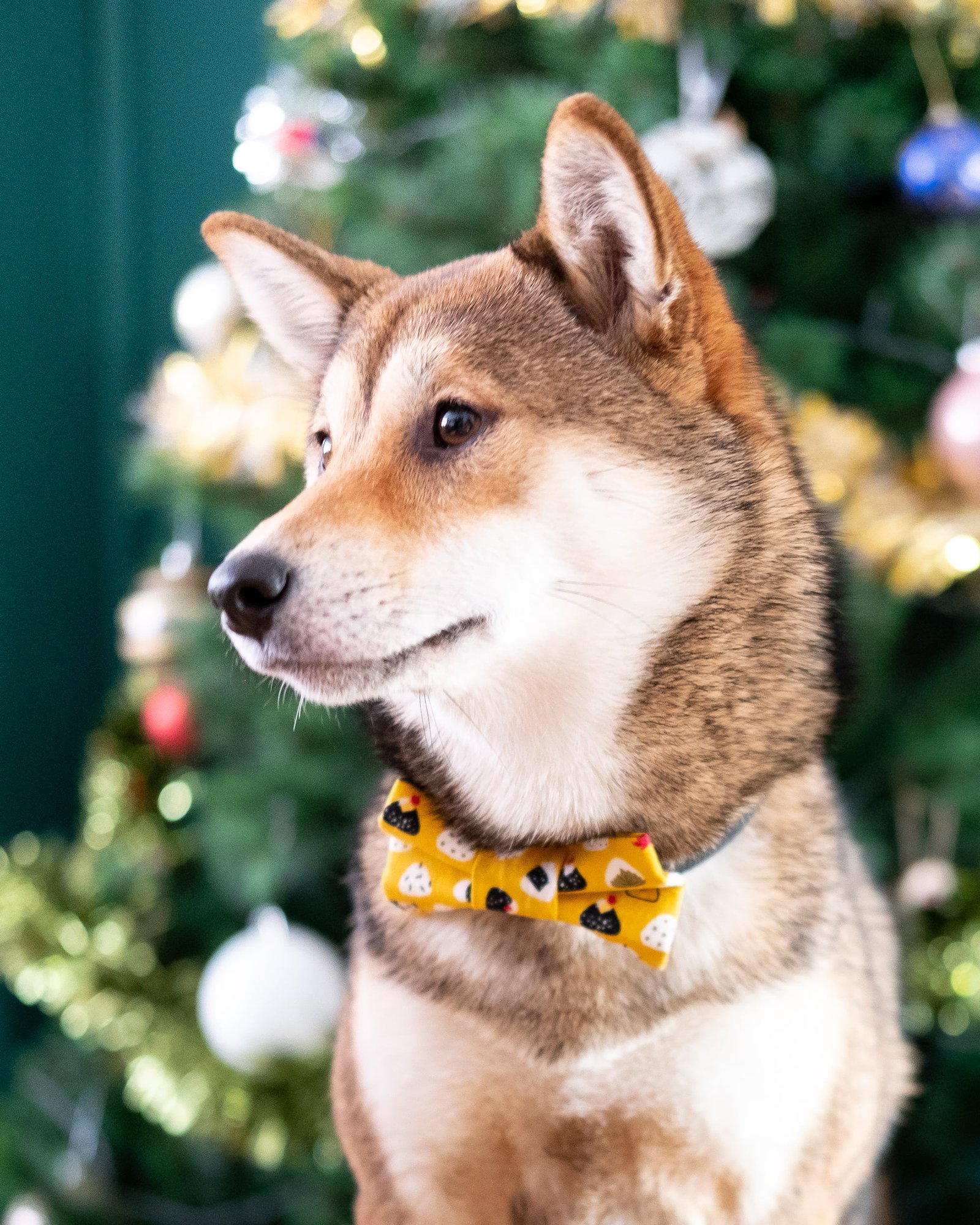 pet-bow-tie-ohashii-ahri-3