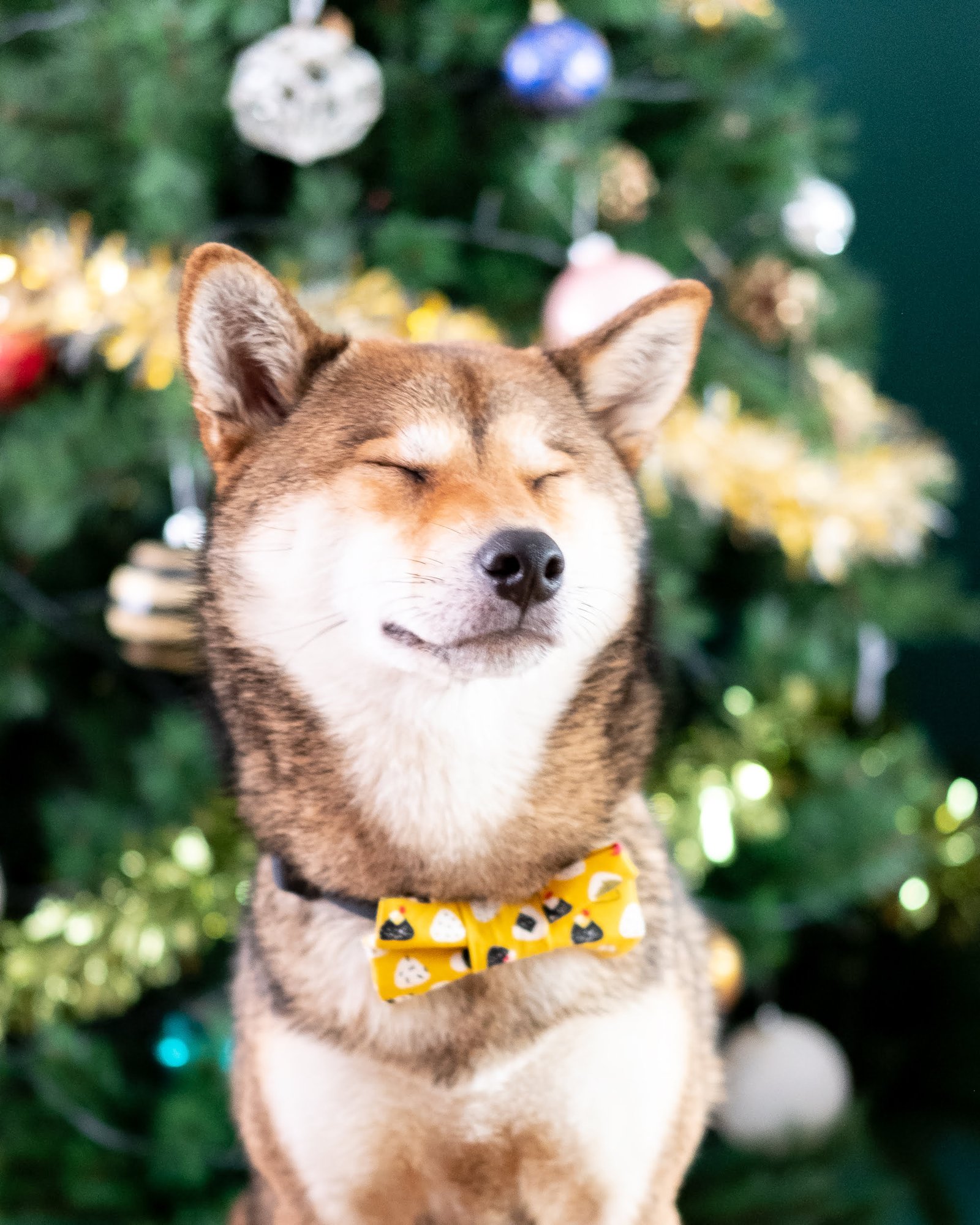 pet-bow-tie-ohashii-ahri-4