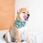 pet-bandana-ohashii-karakusa-1