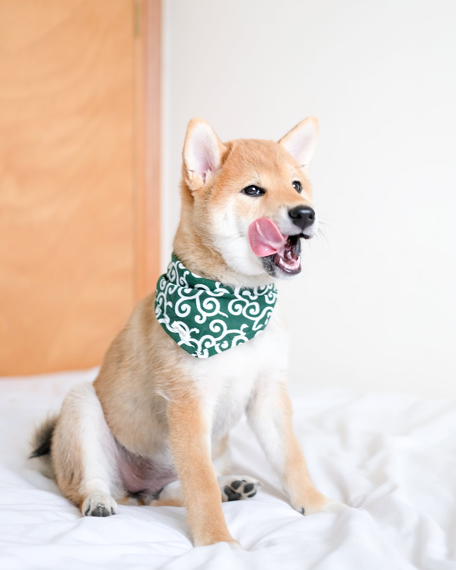 pet-bandana-ohashii-karakusa-1 pet-bandana-ohashii-karakusa-1