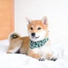 pet-bandana-ohashii-karakusa-2
