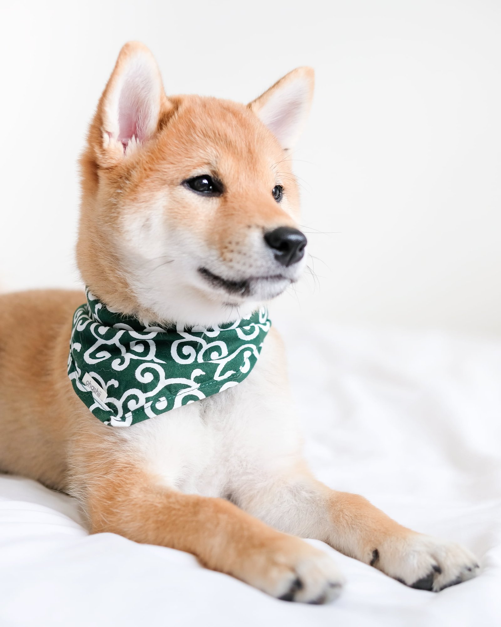 pet-bandana-ohashii-karakusa-3 pet-bandana-ohashii-karakusa-3