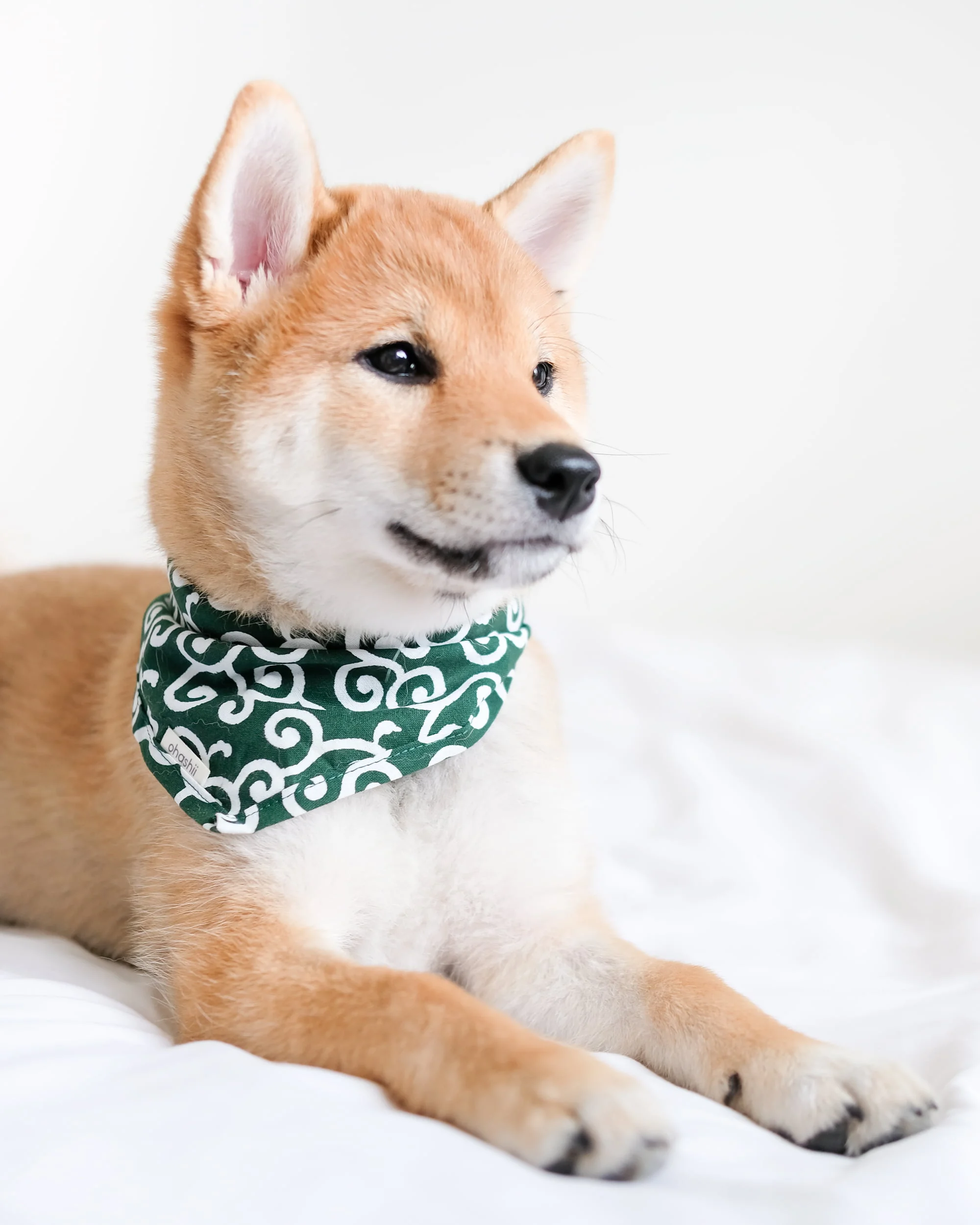 pet-bandana-ohashii-karakusa-3