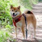 Hashii-Karakusa-dog-collar-ohashii-Japanese