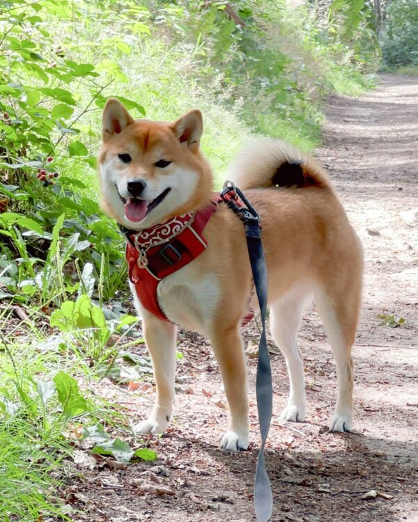 Hashii-Karakusa-dog-collar-ohashii-Japanese
