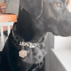 Karakusa-dog-collar-ohashii-Japanese