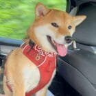 Karakusa-dog-collar-ohashii-Japanese-dog-collar-Hashiimonster