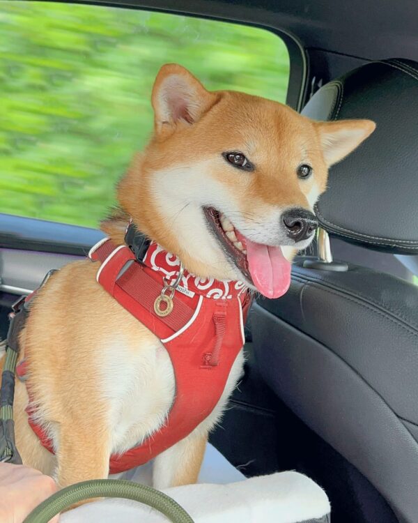 Karakusa-dog-collar-ohashii-Japanese-dog-collar-Hashiimonster