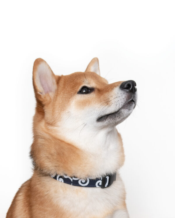 dog-collar-karakusa-blue-ohashii-hashii
