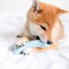 happy-hashii-fabric-dog-bone-soft-toy-ohashii-hashii-1