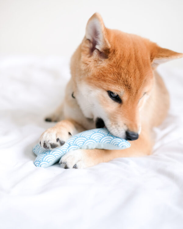 happy-hashii-fabric-dog-bone-soft-toy-ohashii-hashii-1