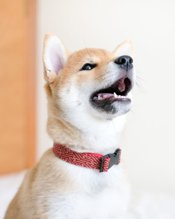 dog-collar-Sayagata-ohashii-hashii