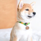 dog-collar-cuboid-ohashii-Hashii