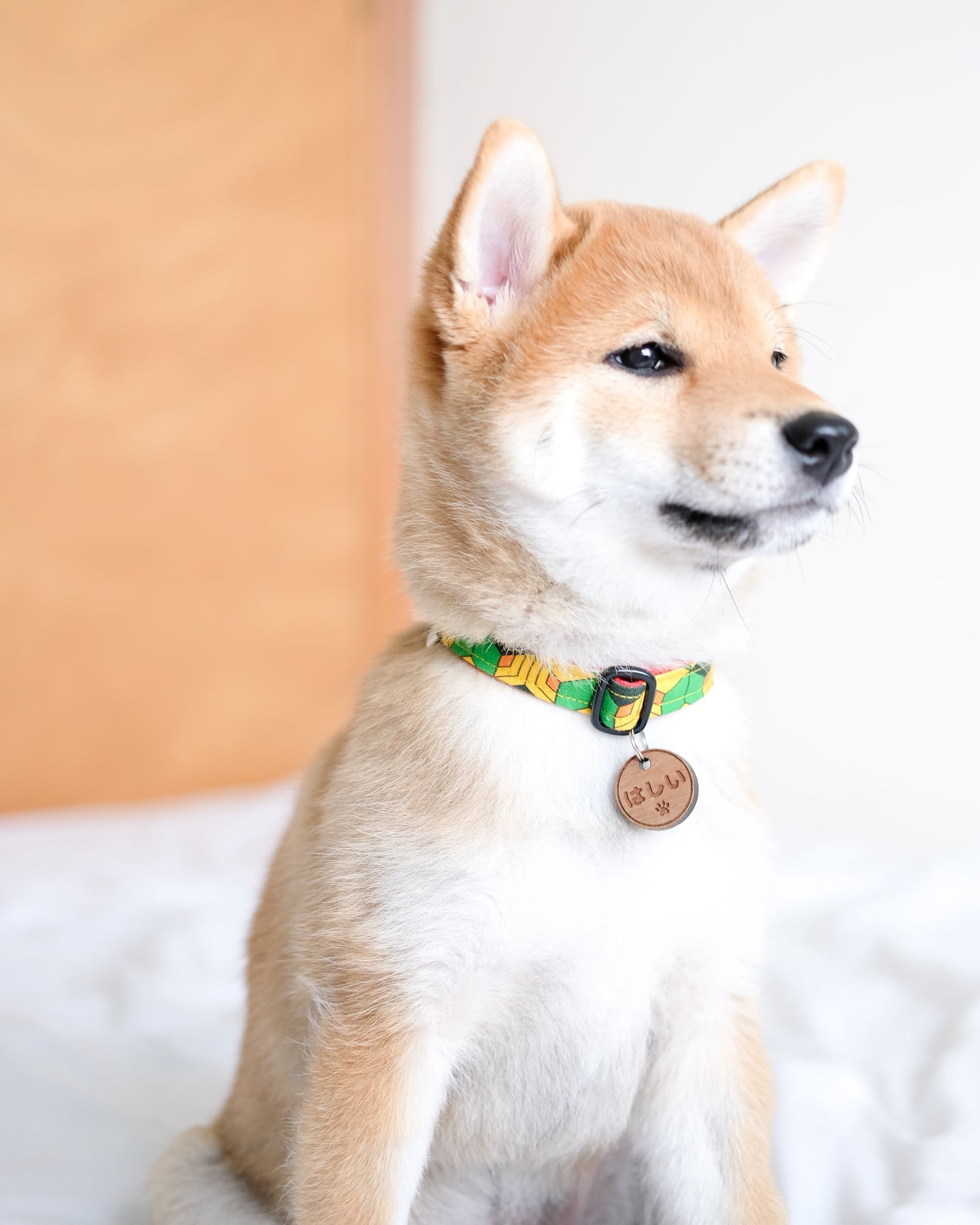dog-collar-cuboid-ohashii-Hashii