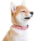 dog collar nezuko ohashii hashii 1