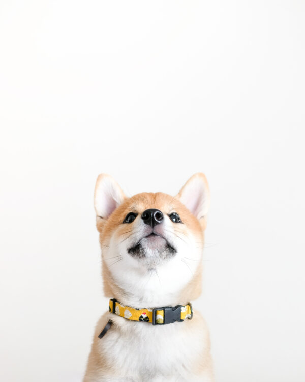 dog-collar-onigiri-ohashii-2