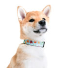 Dog-Collar-ohashii-Momoji-7-Hashii