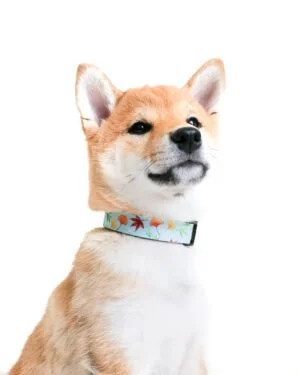 Dog-Collar-ohashii-Momoji-7-Hashii