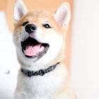 dog-collar-kumo-ohashii-1