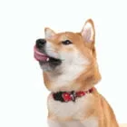 Dog-Collar-Shiba-Red-ohashii-3