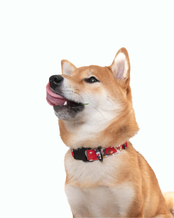 Dog-Collar-Shiba-Red-ohashii-3