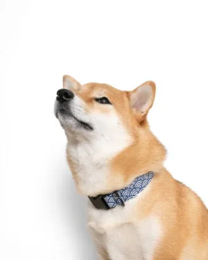 Pet-Collar-Seigaiha-blue-hashii-ohashii