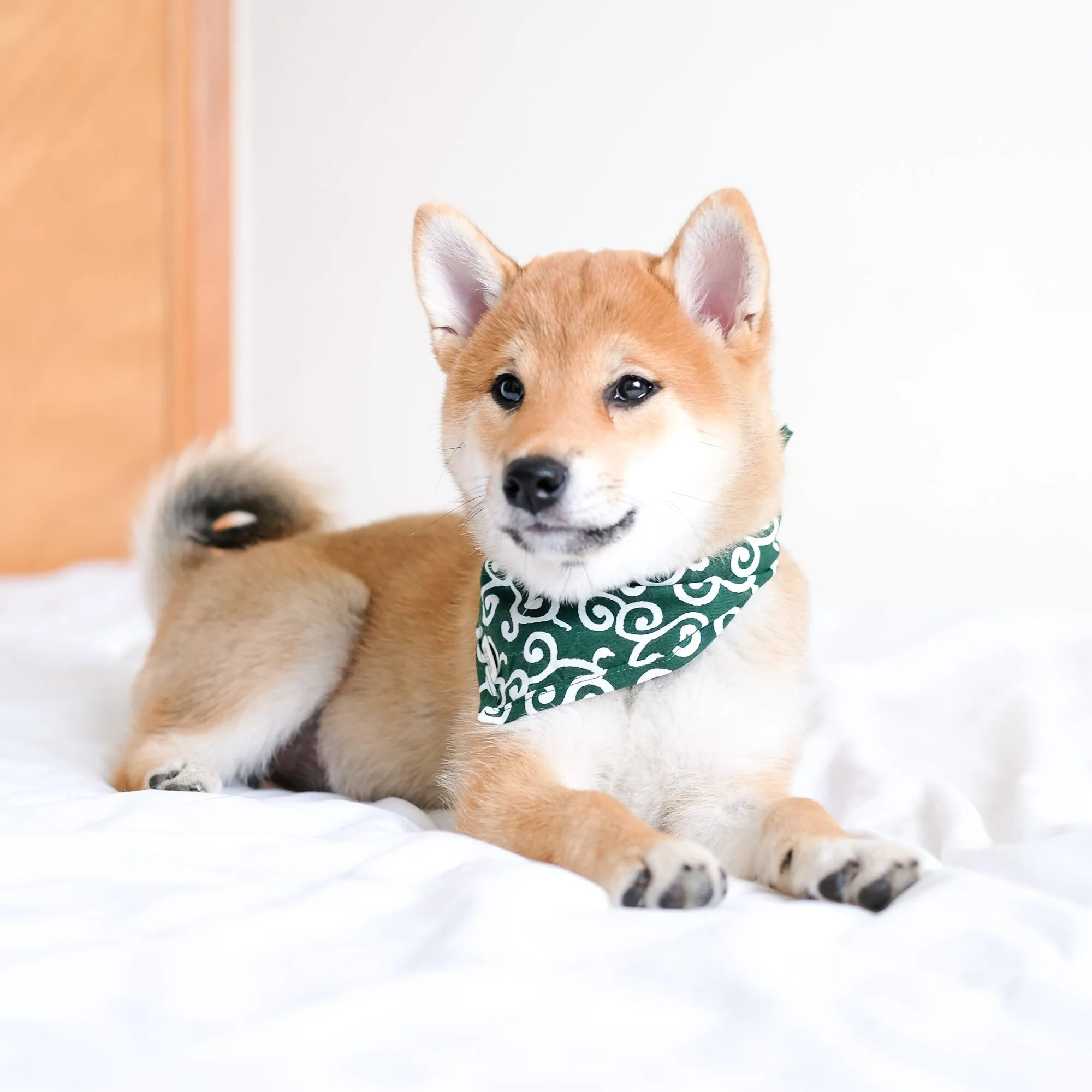 pet-bandana-ohashii-karakusa-2