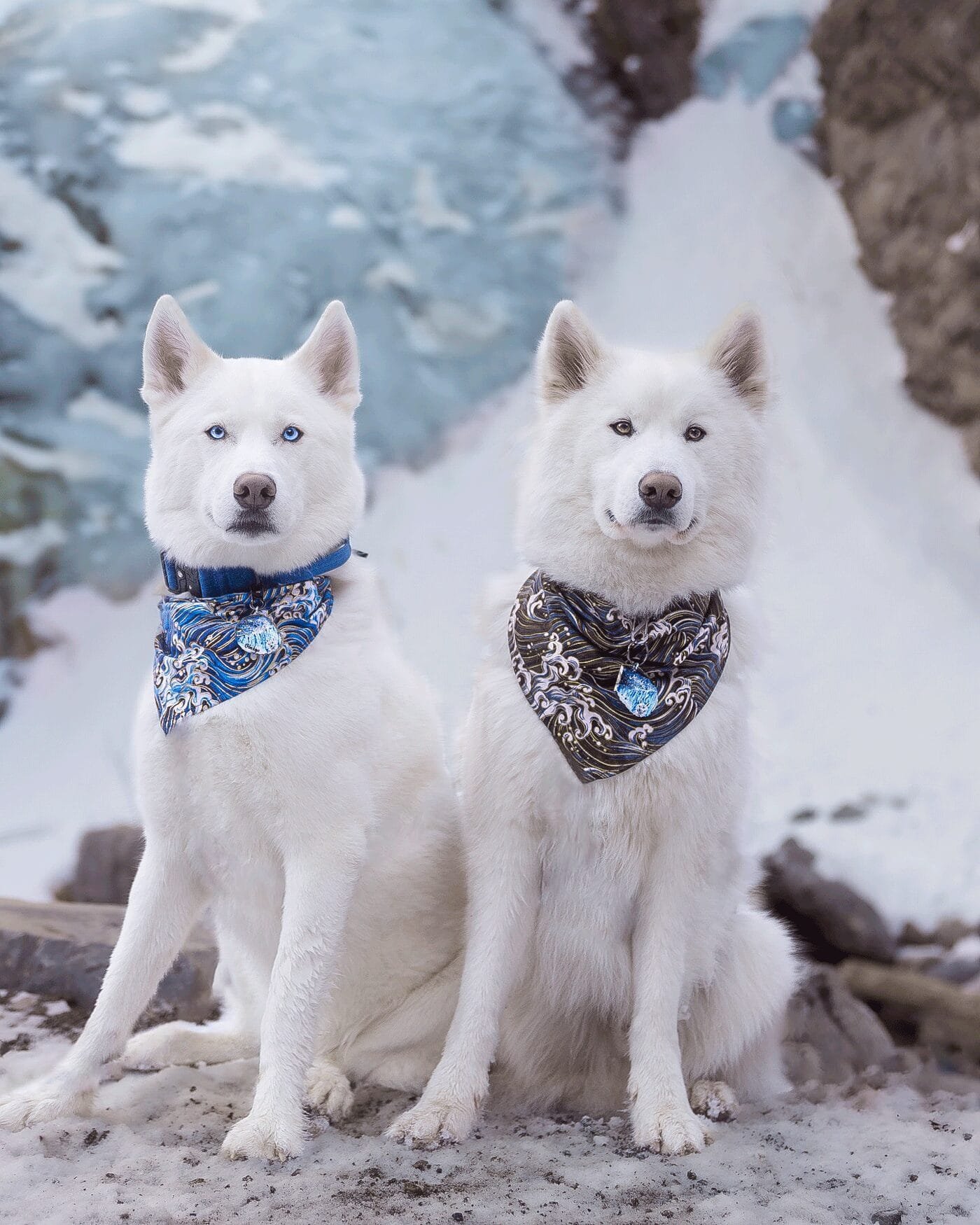 ginkgo-husky-duo-kanagawa-pet-bandana