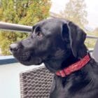 kumo-dog-collar-ohashii-Japanese