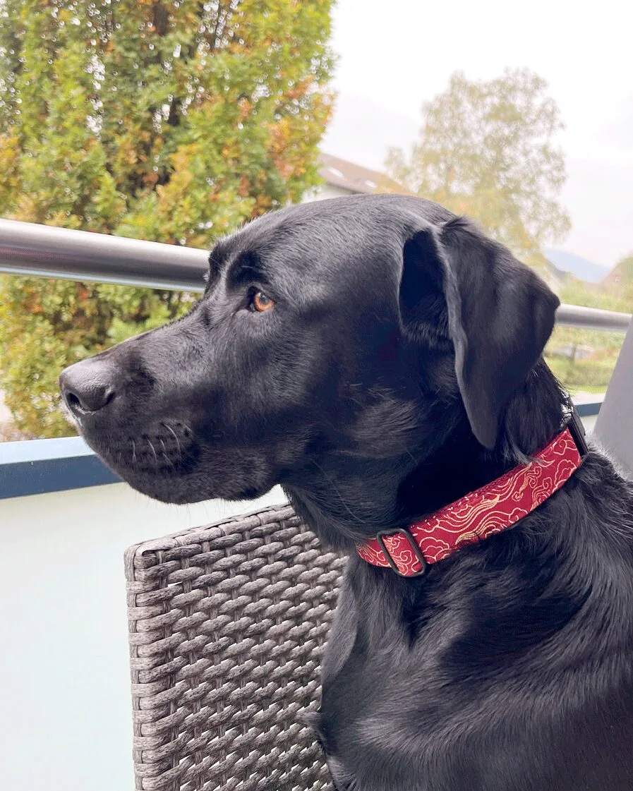 kumo-dog-collar-ohashii-Japanese