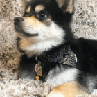 kumo-pet-bandana-ohashii-pomsky