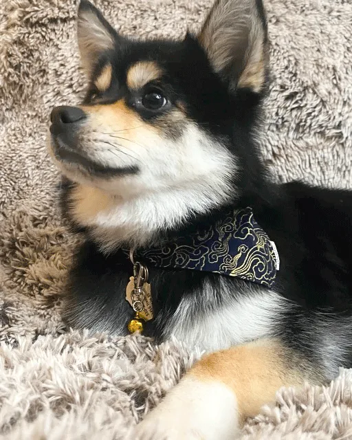 kumo-pet-bandana-ohashii-pomsky