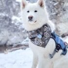 mishkabear-samoyed-kanagawa-pet-bandana