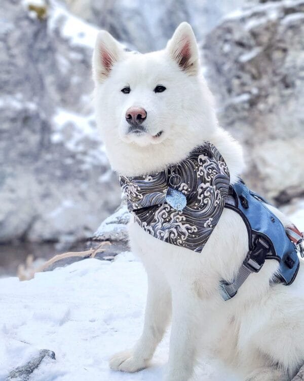 mishkabear-samoyed-kanagawa-pet-bandana