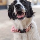 nezuko-pet-bandana-ohashii-border-collie