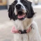 nezuko-pet-bandana-ohashii-border-collie