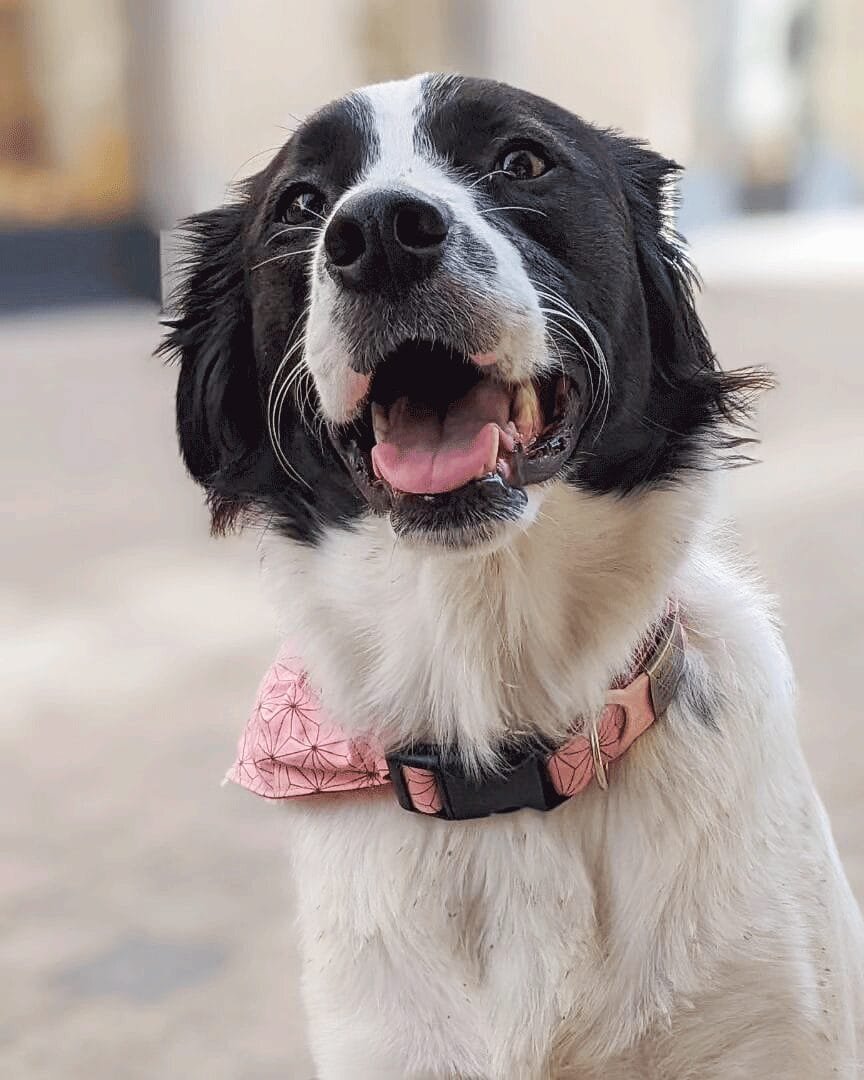 nezuko-pet-bandana-ohashii-border-collie